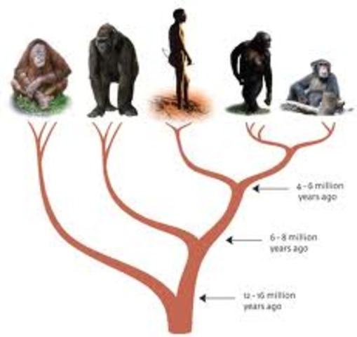 (Evolution) Humans and Apes