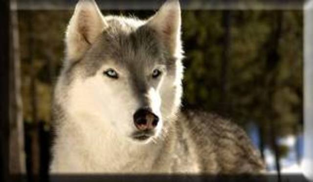 Buck becomes the property fo Perrault and Francois and starts adjusting to life as a sled dog.