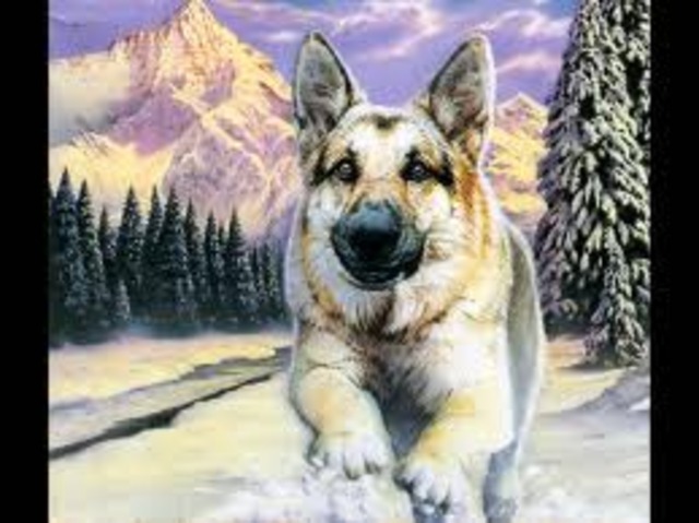 Buck learns how to live in the wild and fights with Spitz.