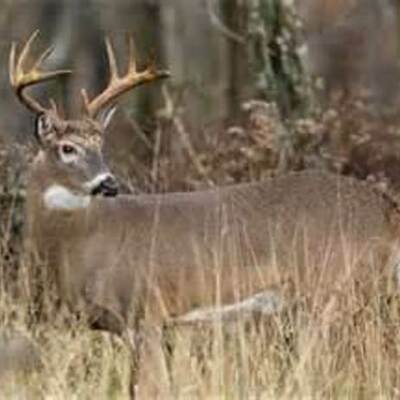 Timeline: Brenden's life