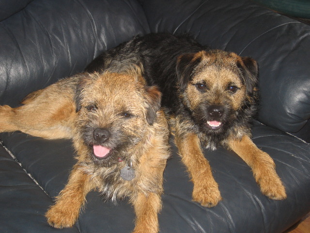 J'ai reçu mes chiens.