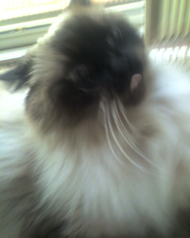 J'ai mange les escargots