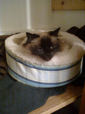 J'ai reçu ma chatte "Siamee"