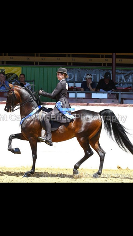 Yo vendi mi caballo Stardust. Yo estuve muy triste.