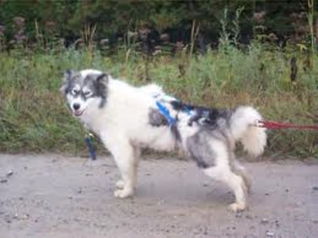 Buck becomes the leader of a pack in the wild.