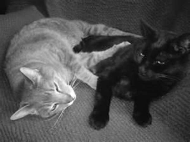 J'ai reçu mes premiers chats.