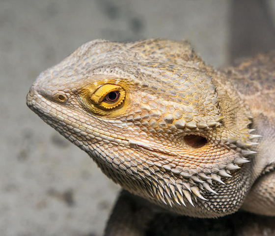 J'ai reçu mon dragon barbu.