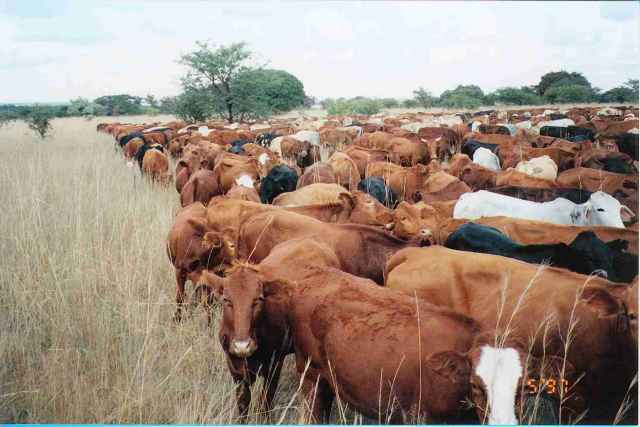 Overgrazing Animals