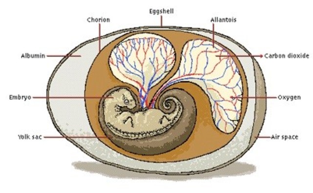 Embryo Develops