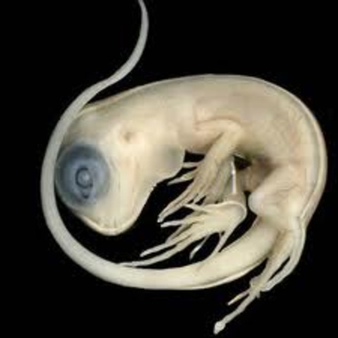 Development in the Egg