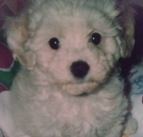 J'ai reçu mon chien "Sammy"