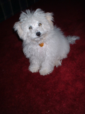 J'achté mon chien Tucker