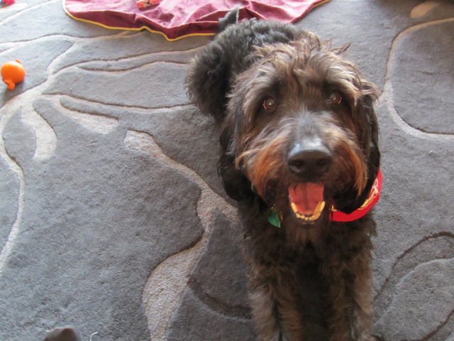 J'ai adopté mon chein