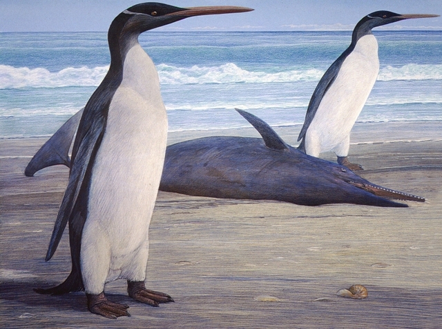 New Species of Ancient Penguin Discovered