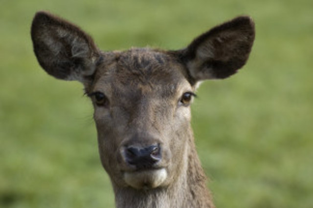 I shot my first deer