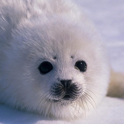 Timeline: Greenpeace International - Kyle DeLancey