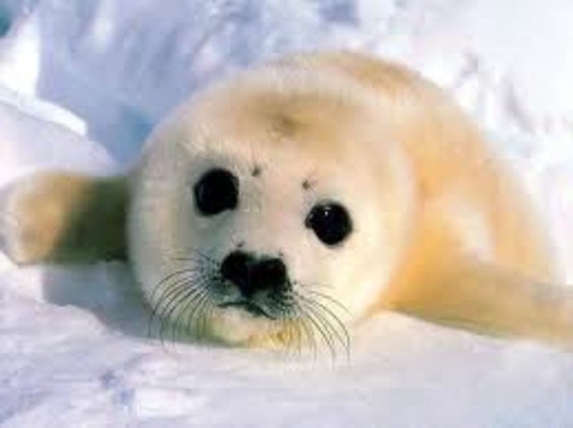 Save the Seals
