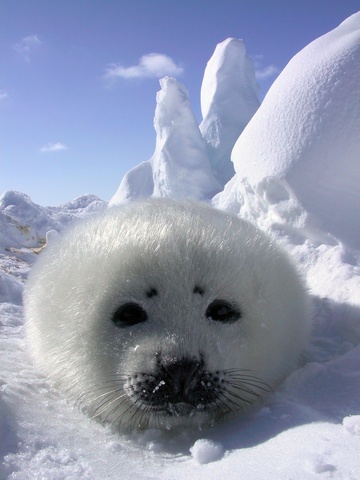 Another attempt to protest seal hunting