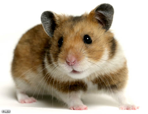 Man from Massachusets Gives up 94 Hamsters