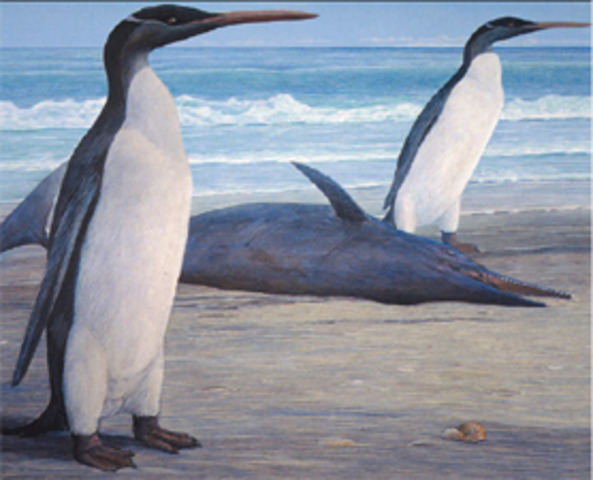 Discovery of Kairuku grebneffi