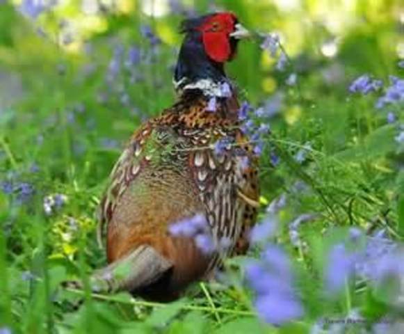 Pheasant hunting