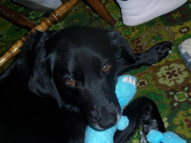 The Day I got My Dog Candy