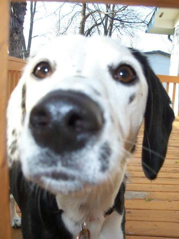 The Day I got My Dog Daisy.