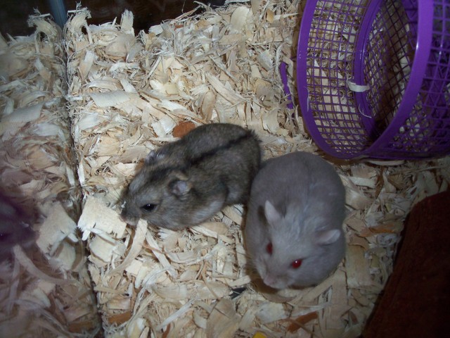 The Day I got My Hamsters