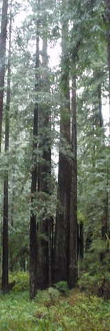 Approximately 2,500,000,000 ft of Lumber Milling in Humboldt