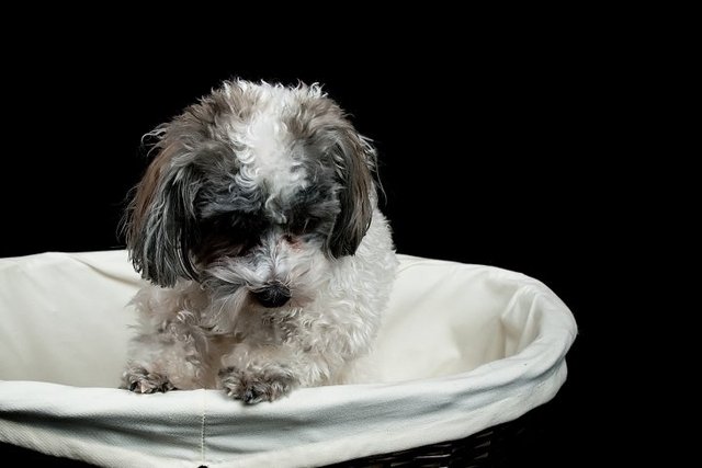 J'ai reçu mon chien Charlie