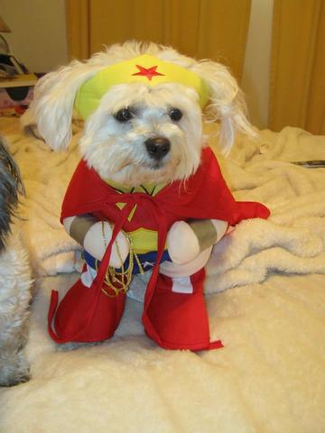 J'ai reçu mon chien Lucy