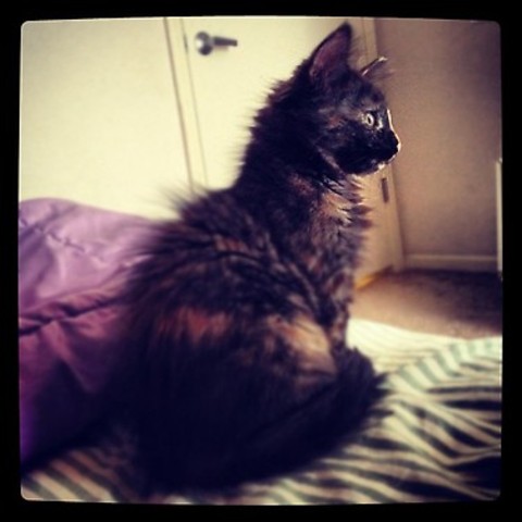 J'ai reçu ma chaton Grace