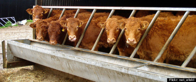 Mad Cow Disease Confirmed in California