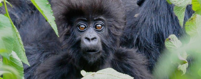Dian Fossey started a national gorilla fund.