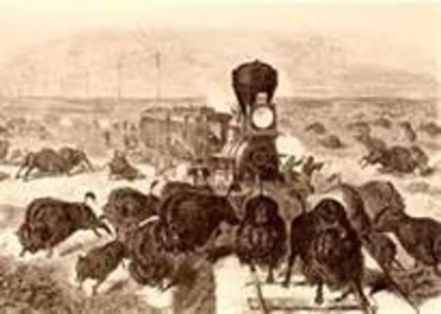 Railroads make the American buffalo almost extinct.