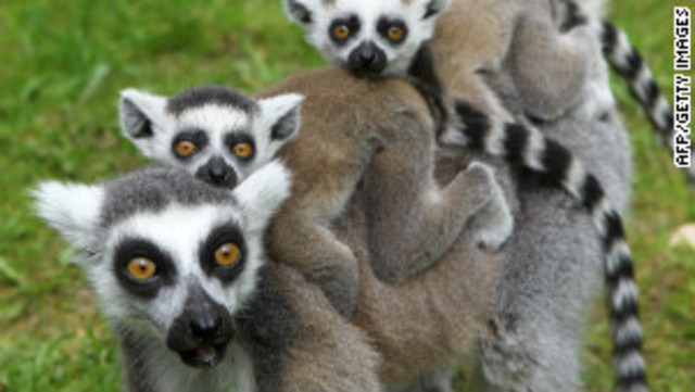 Lemurs