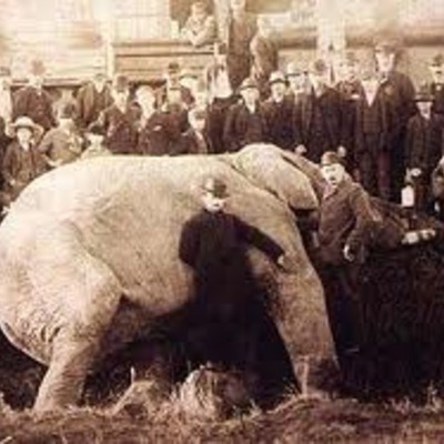 Timeline: P.T. Bamum's famous circus elephant Jumbo