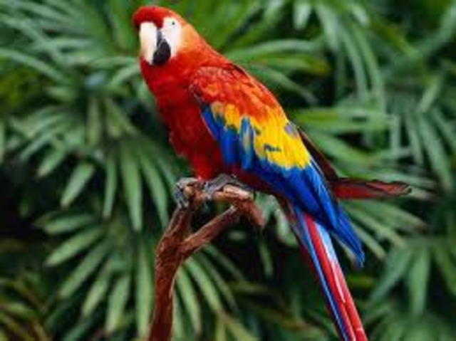 Man Accused of Killing his Parrot During Argument with Girlfriend