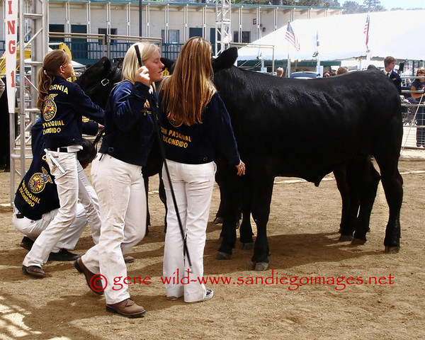 Girls were admitted to the FFA