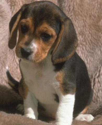 Initial Homeless Animals Day