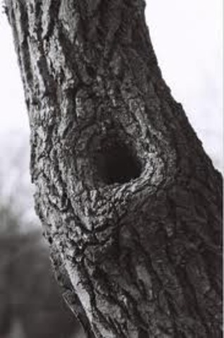 Jem and Scout Find Treasures