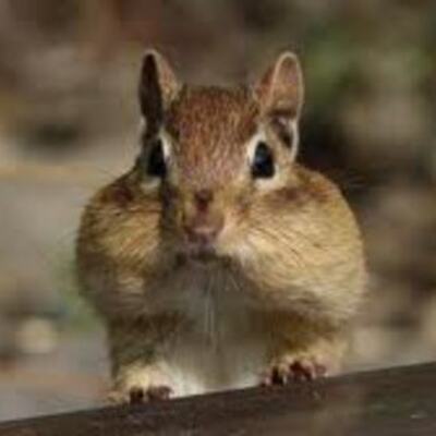 Timeline: Chipmunk Development