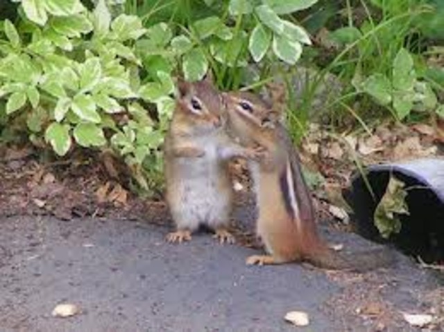 Chipmunks mate in early spring.