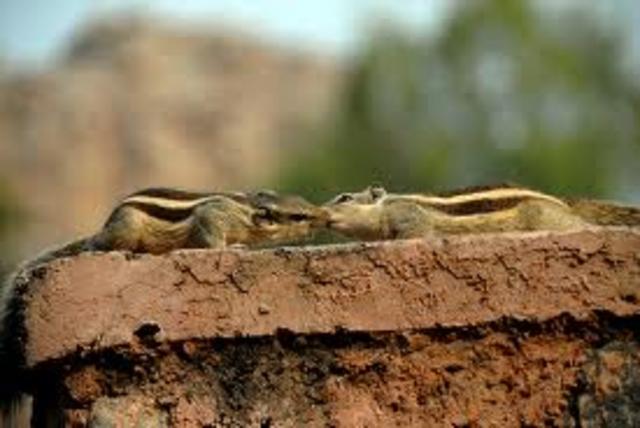 Chipmunks mate again in early summer