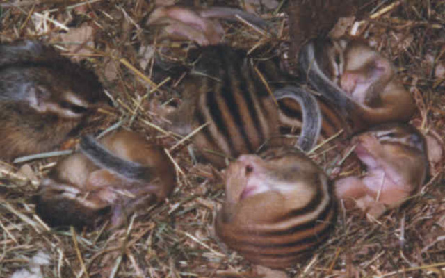 Baby chipmunks emerge from the burrow six weeks later