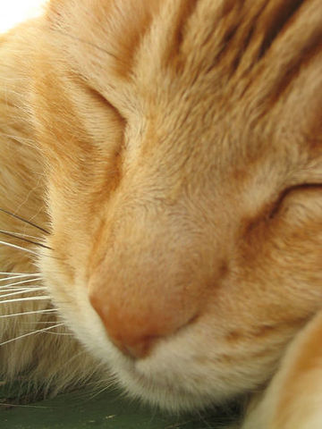 Amos takes a nap under the bink.