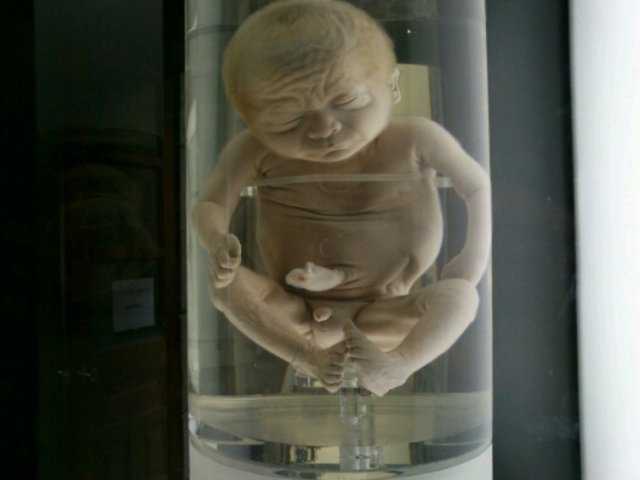 desarrollo embrionario y fetal