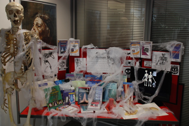 Human Skeleton Display for Halloween