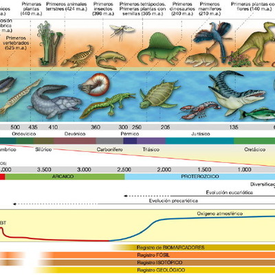 Timeline: Desarrollo de teoría de la evolución