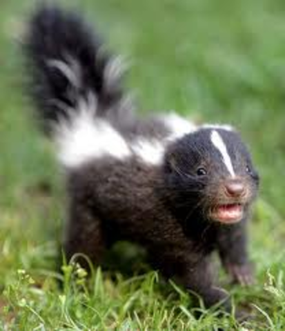 skunk